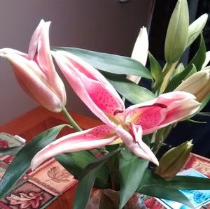 Meet your Posher, Tiffanie